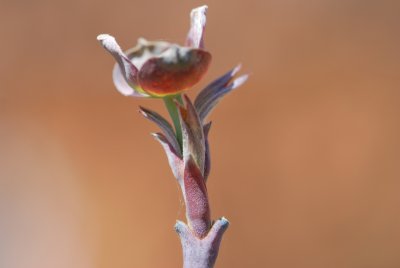 Cornus florida 'Cherokee Chief' - dřín květnatý - jarní pučení